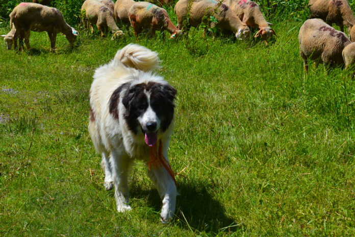 Moroccan sheepdog